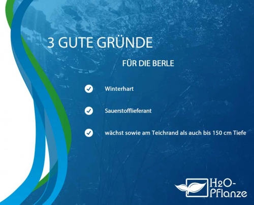 XXL Berle im 2 Liter Pflanztopf